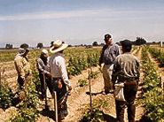 Workers in Field