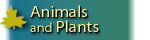 Animals and Plants